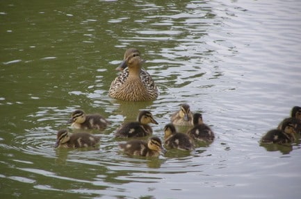 Camping L'Etang des Haizes
