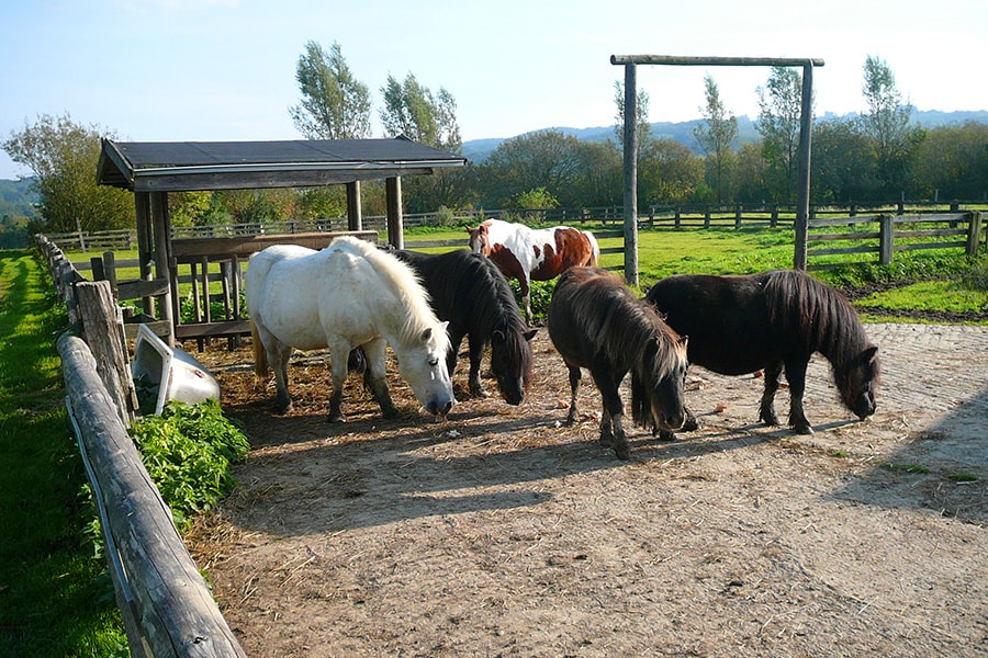 Rohloff Ferienpark Buschhof