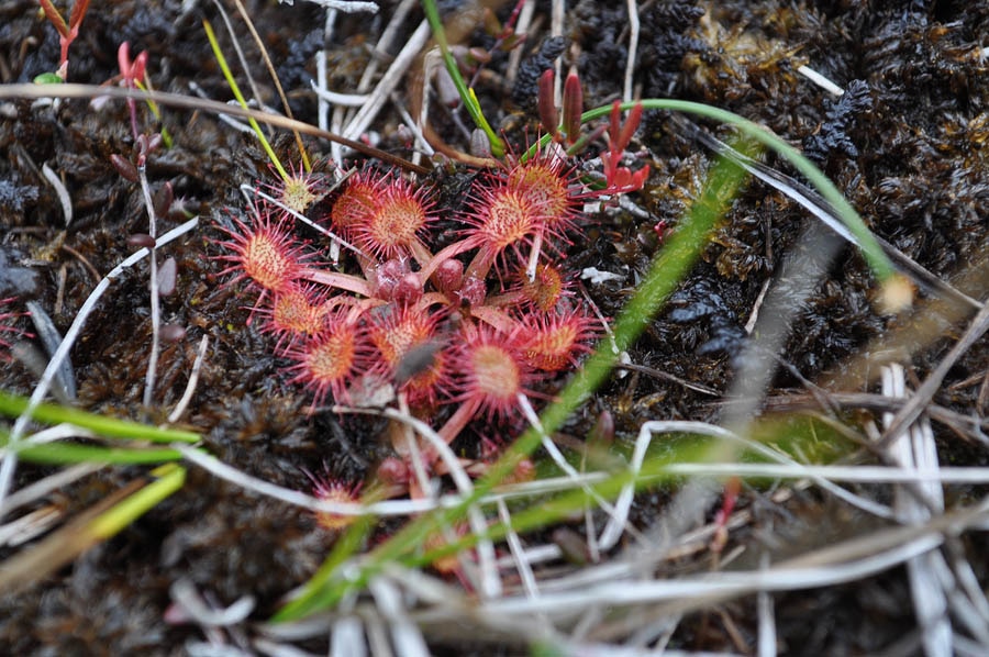 Camping Kallsedets Fjällcenter