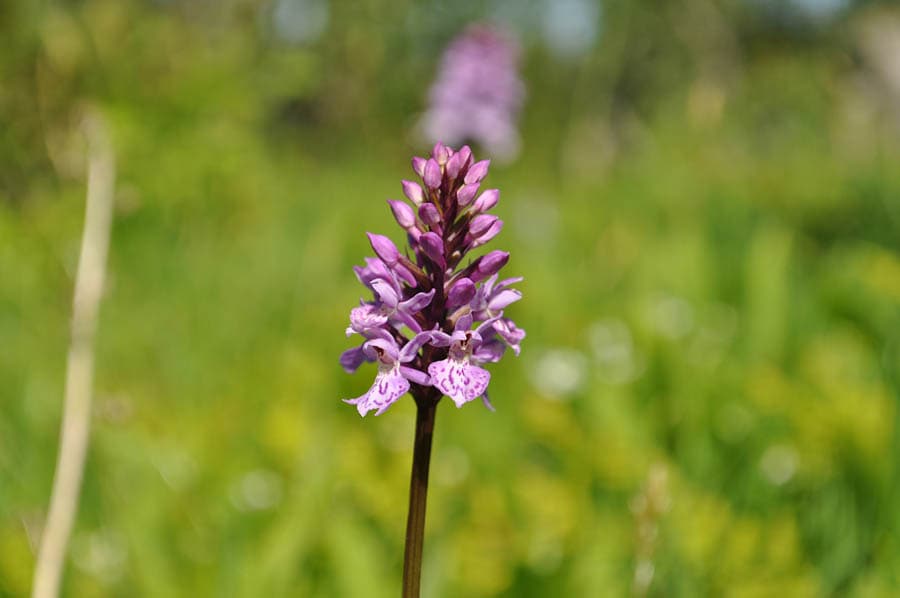 Camping Kallsedets Fjällcenter
