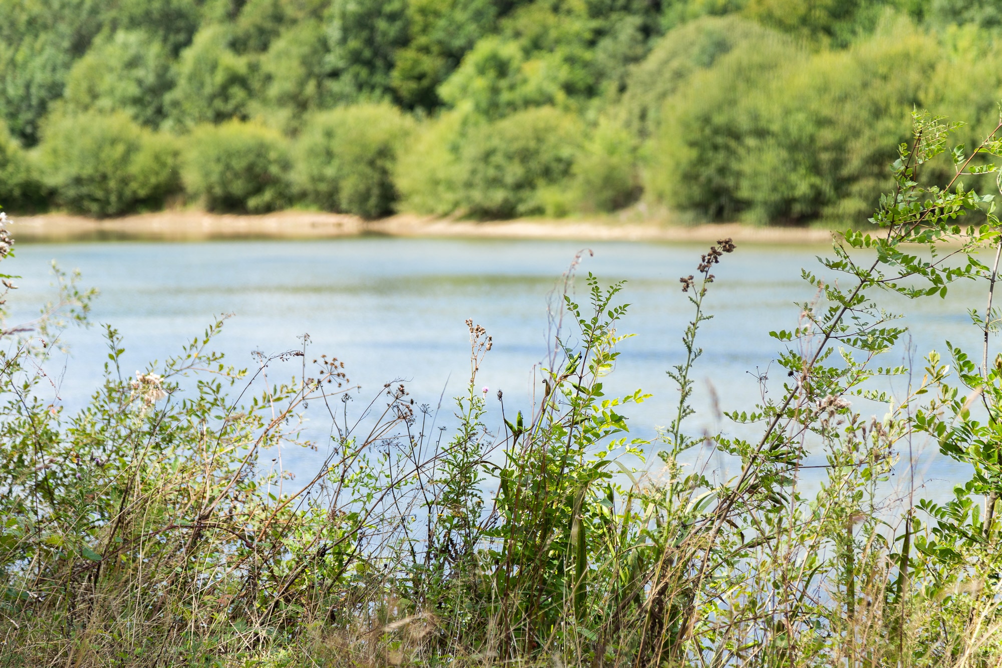 Camping Domaine de l'Oiselière