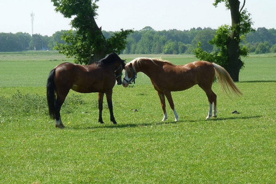 Camping Het Scholtemeijer