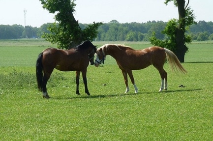 Camping Het Scholtemeijer
