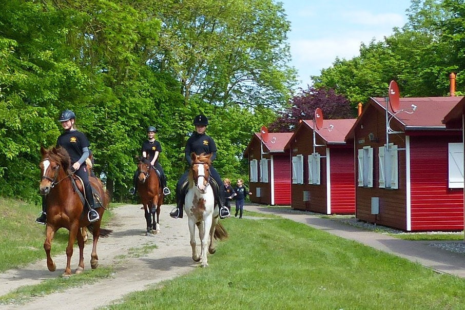 Bernsteinreiter Barth