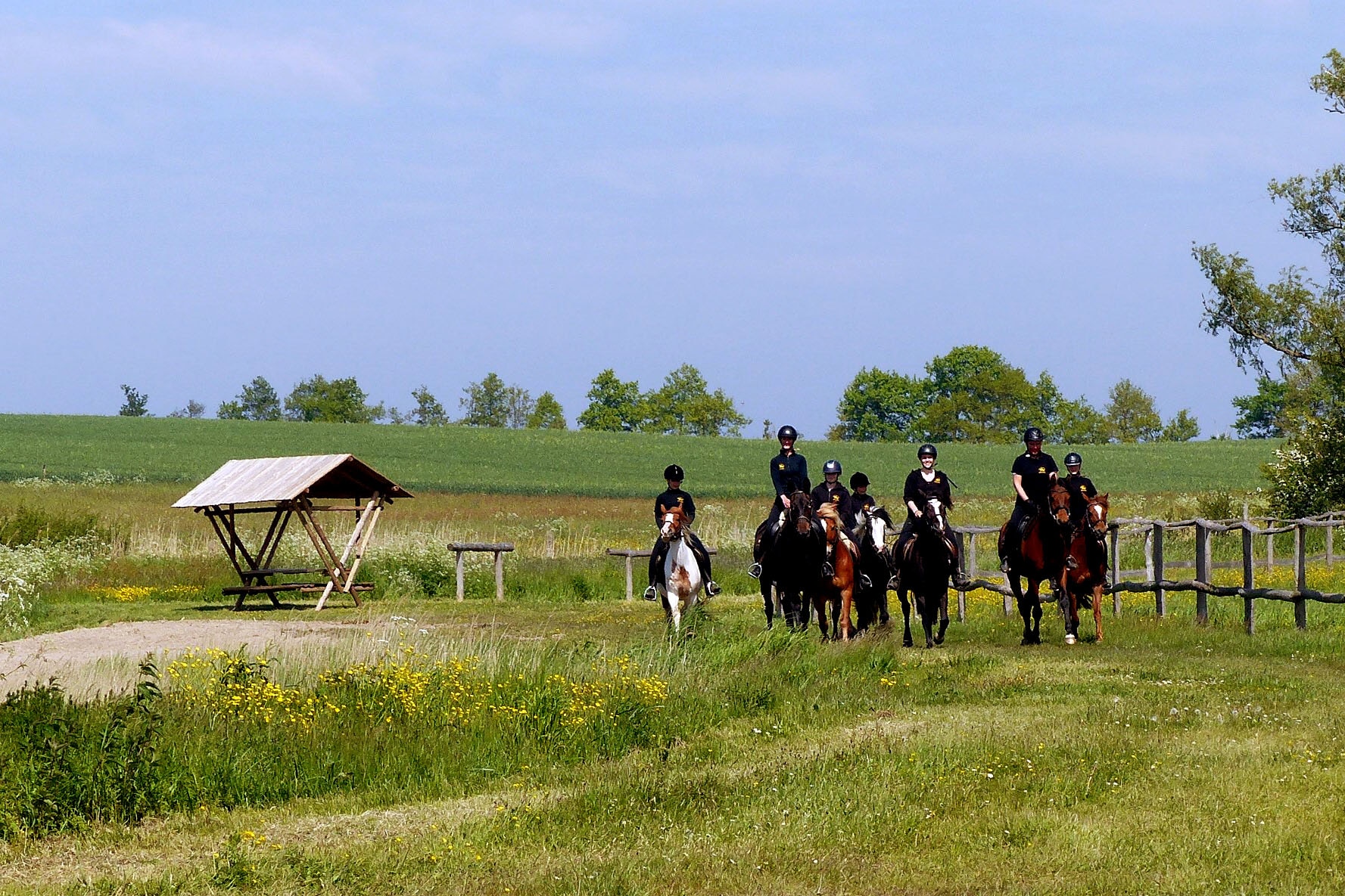 Bernsteinreiter Barth