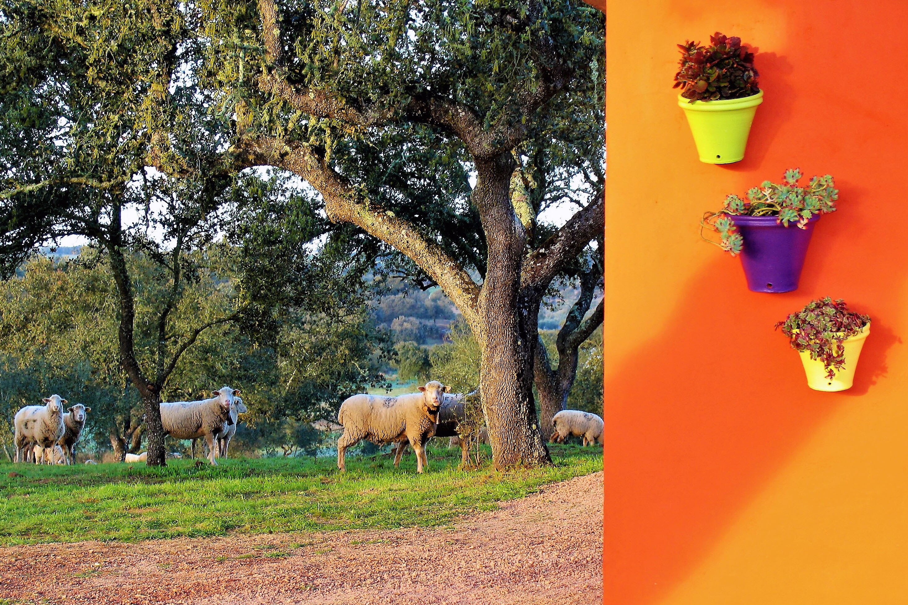 Camping Puro Alentejo