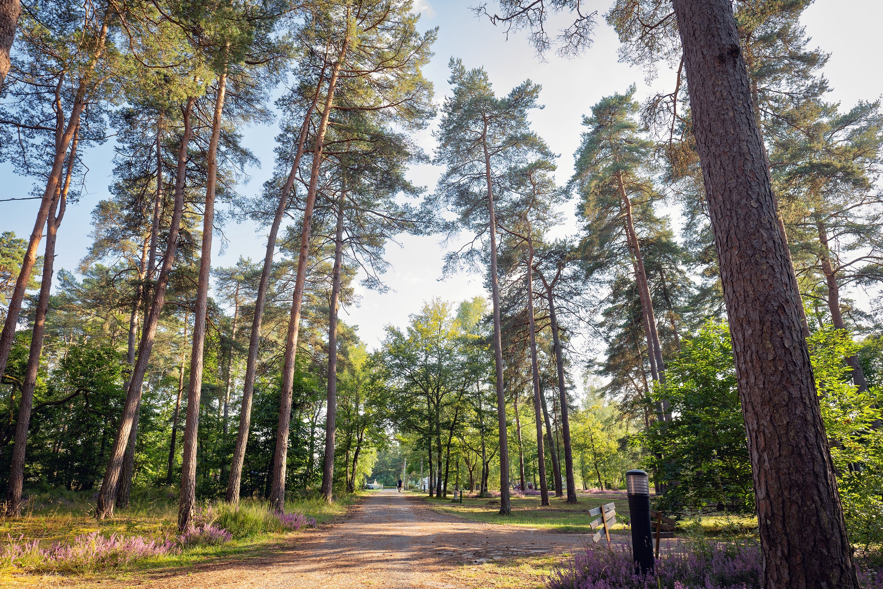 Camping Les Pins Onlycamp