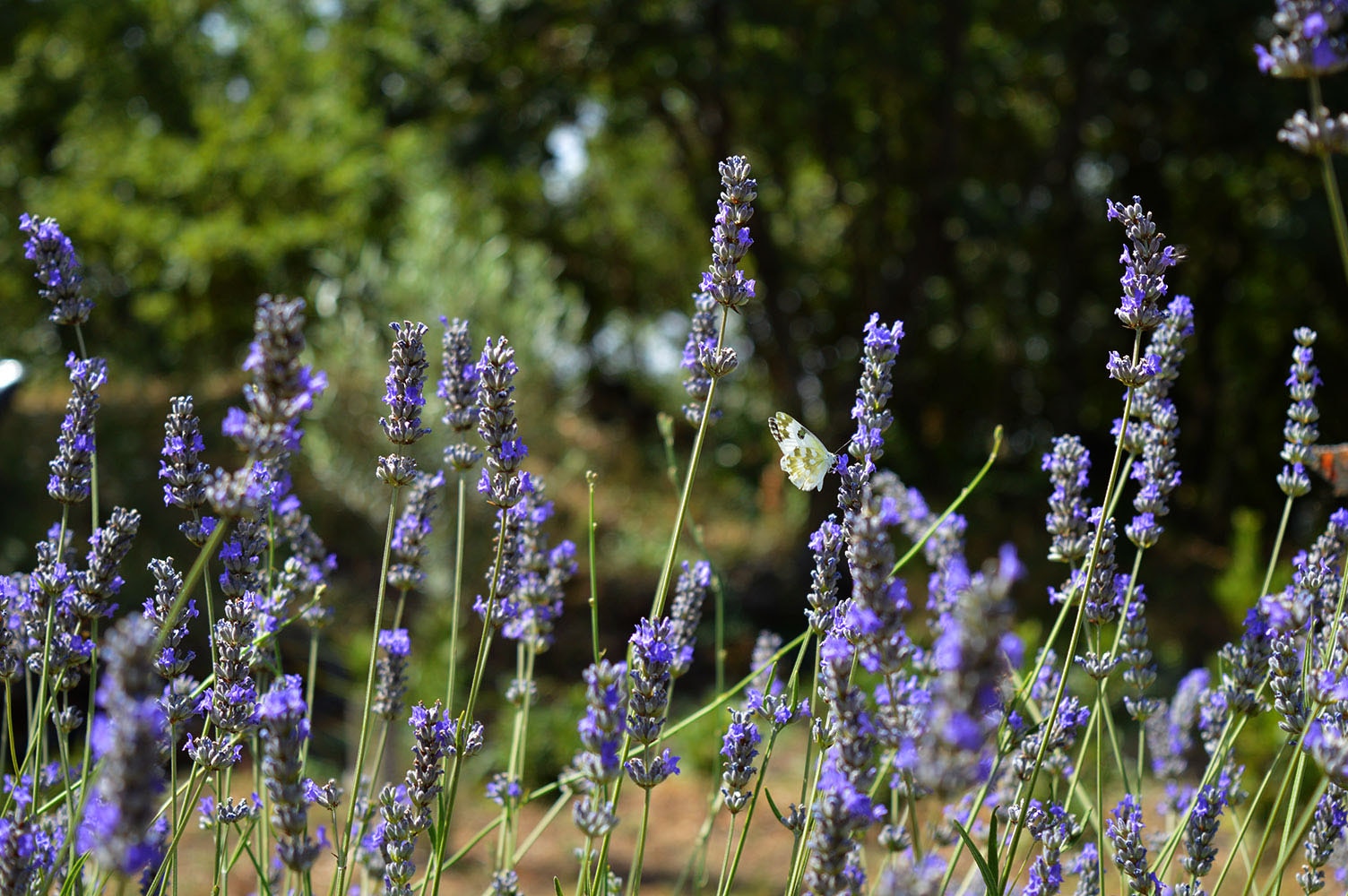 Mons Gibel Camping Park