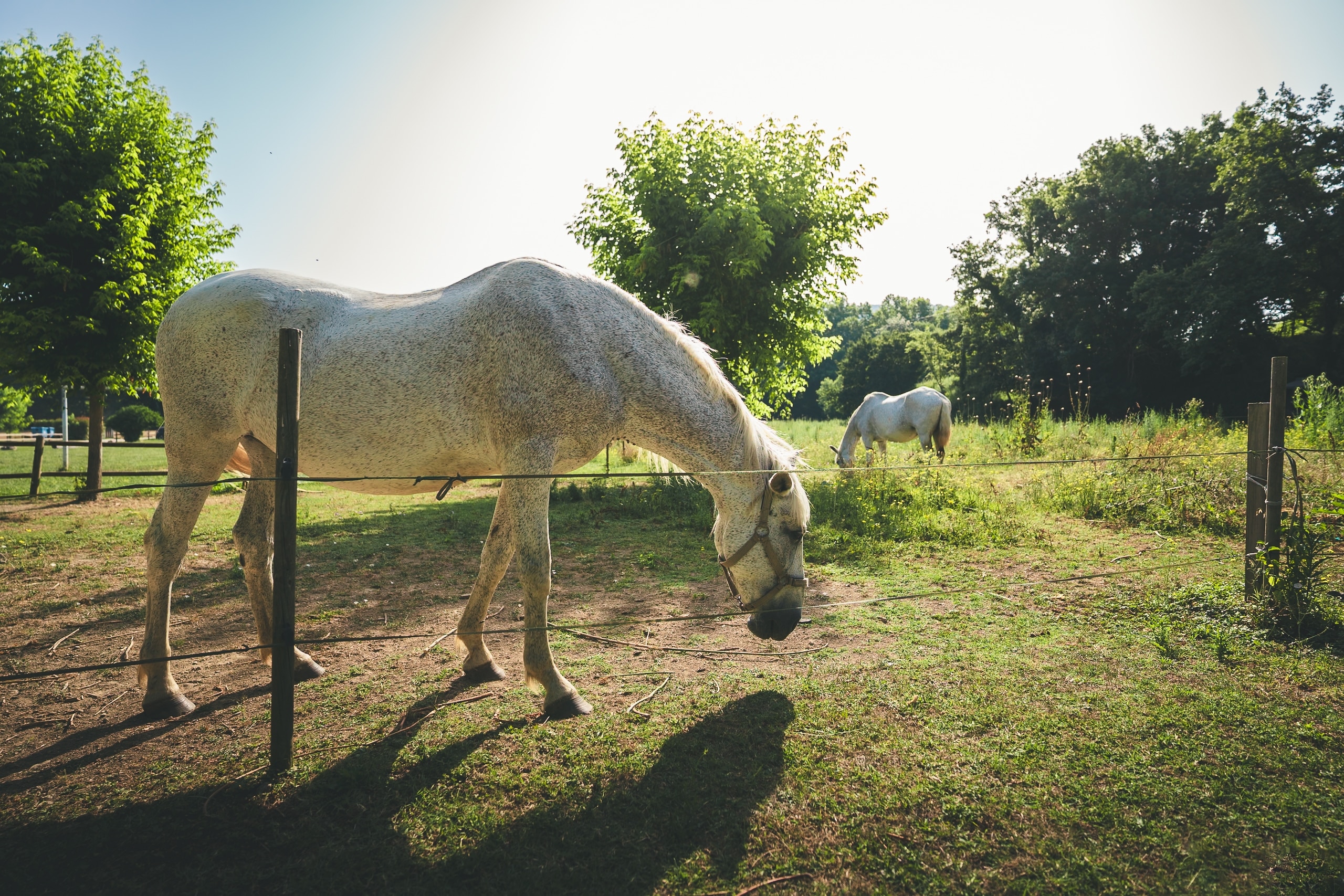 Holacamp Vall Natura