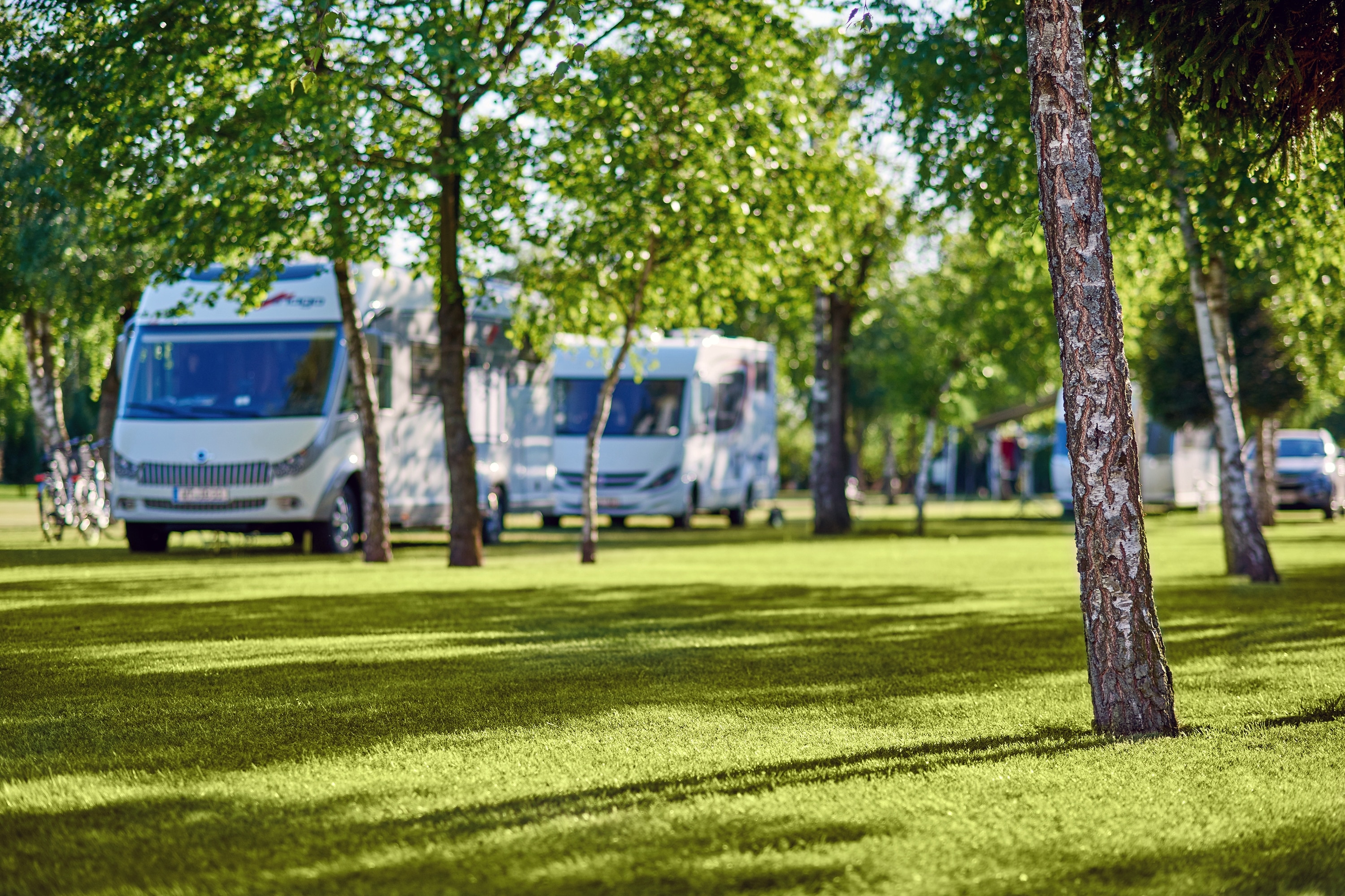 Camping Lesny Nr. 51