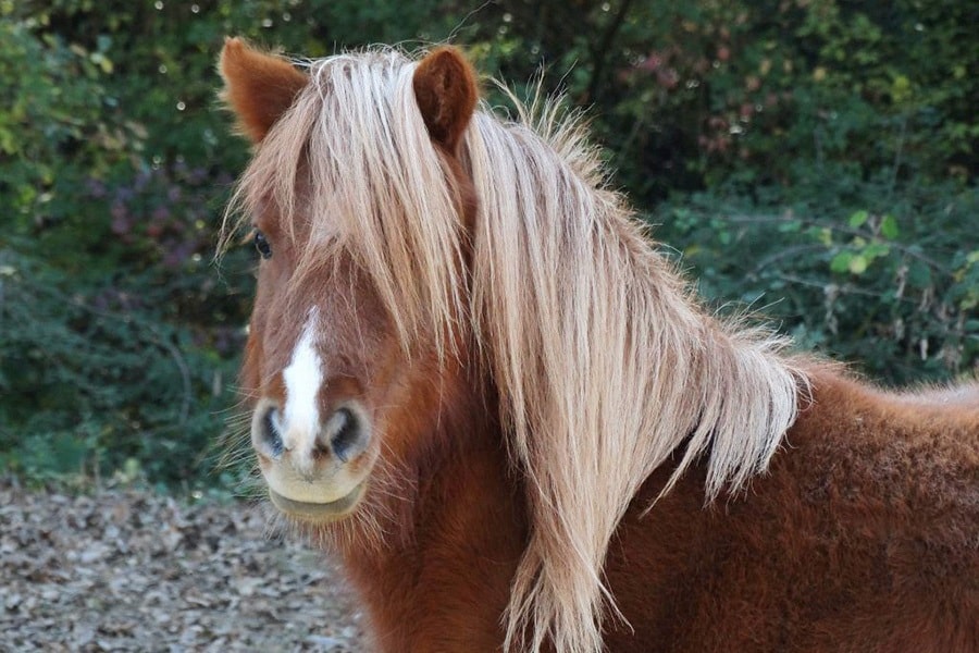 Camping Cal Paradís