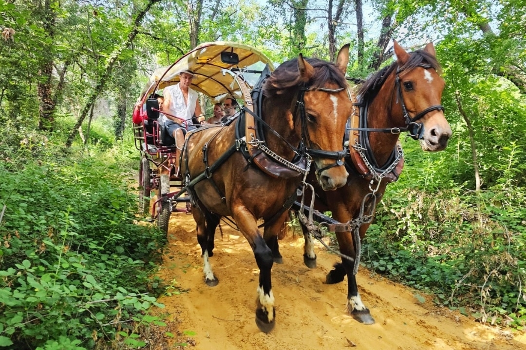 Pausado Camping Les Chênes Blancs